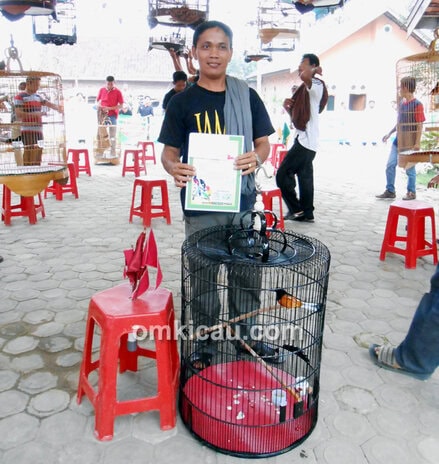 Murai batu jangkrik