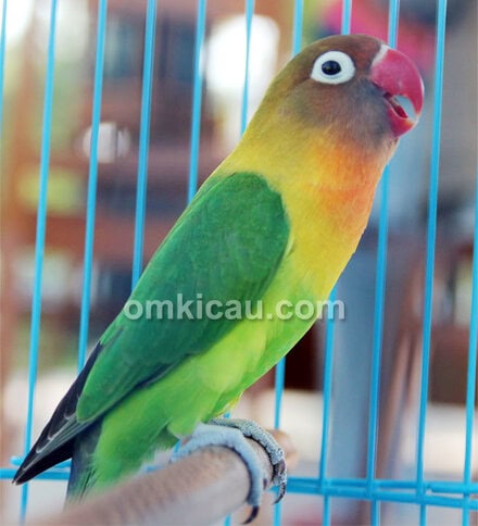 Kelas lovebird