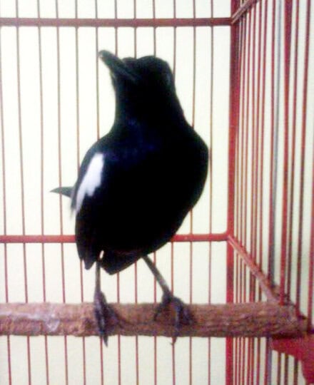 Kacer hitam