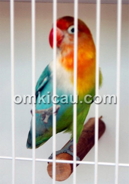 Lovebird Halsider Setengah Dewa