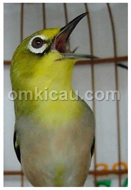 Burung pleci gacor