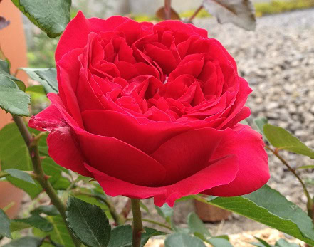 ルージュピエールドゥロンサール開花3