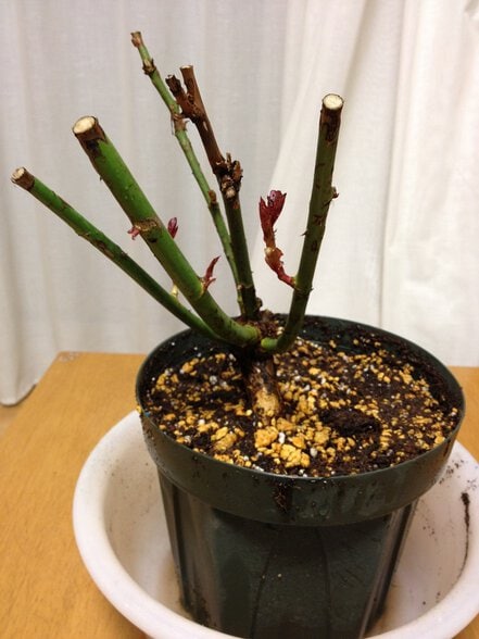 ルージュピエールドゥロンサールの大苗を6号鉢に植え替え後2