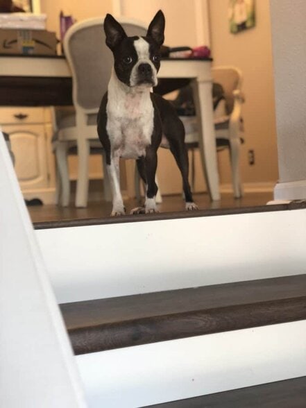 How do I find out my dog's bloodline or pedigree? Boston Terrier Society.