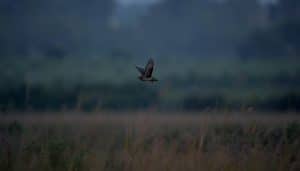 Which Bird Makes Noise at Night