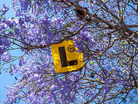 Yellow L-Plate suspended beautifully in purple Jacaranda blossoms