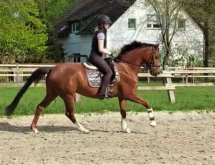 Reitunterricht, Dressurunterricht