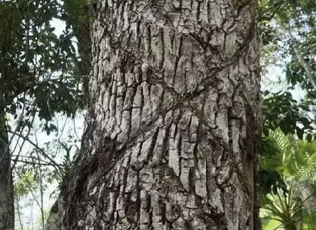 Árbol con cortadas de zig zag