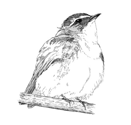 バードタイプ診断_キビタキ