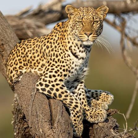wildlife escape