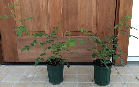 クレアオースチン鉢植え1