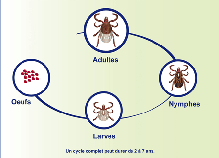 Les aoutats: tout savoir sur ces êtres minuscules image 9 - Les aoutats: tout savoir sur ces êtres minuscules