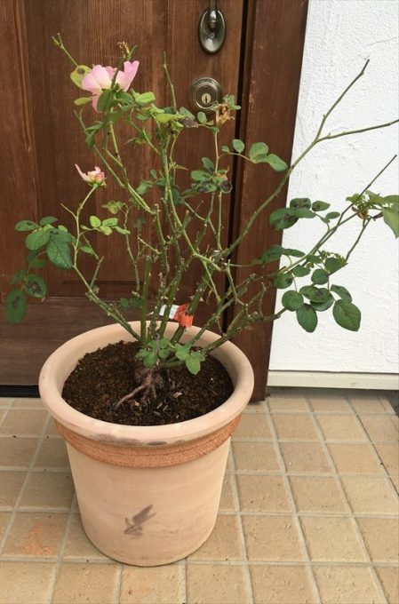 弱ったバラ剪定前