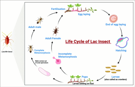 Lac Insect LH