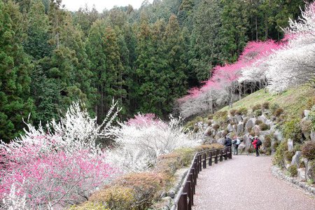 吉野梅郷