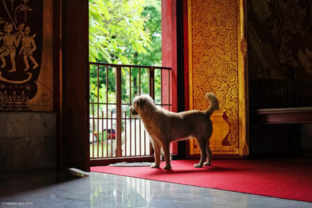 Wat Chiang Man