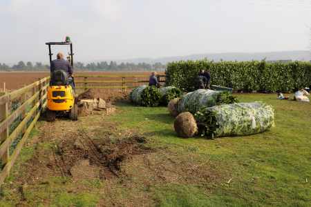 Wykeham Mature Plants workers at work planting a hedgerow