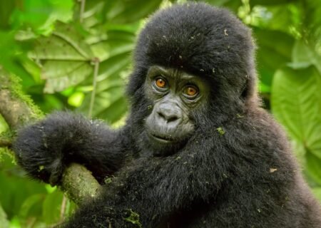 gorilla trekking