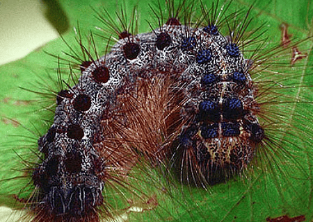 Toronto gypsy moth aerial spray begins in Etobicoke