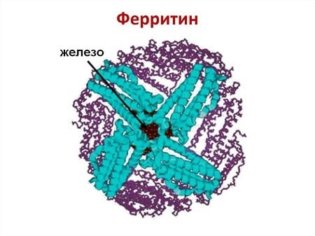Разница между Ферритином и Трансферрином 1 Структура Ферритина