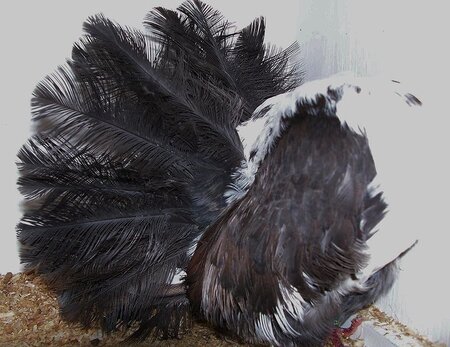 Silky Fantail / Lace Fantail