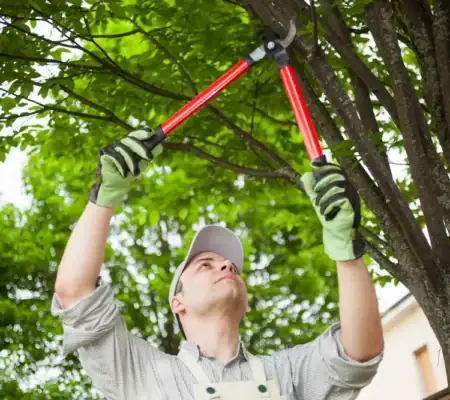 Tree Pruning & Trimming