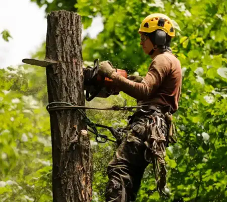 Tree Arborist & Tree Services Sydney