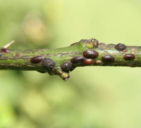 Scale Insects: