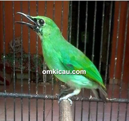 Cucak ijo Cetar