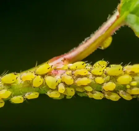 Aphids: Tiny Pests with Big Consequences