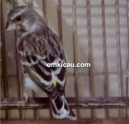 Blackthroat Mbah Rois