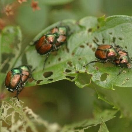Japanese Beetles: Voracious Leaf Munchers