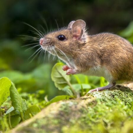 Rodents: More Than Just a Nuisance