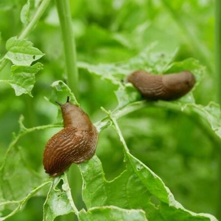 10 Most Destructive Garden Pests and How to Control Them