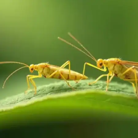 Thrips: The Invisible Destroyers