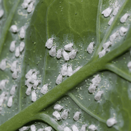 Whiteflies: Sucking the Life Out of Your Plants
