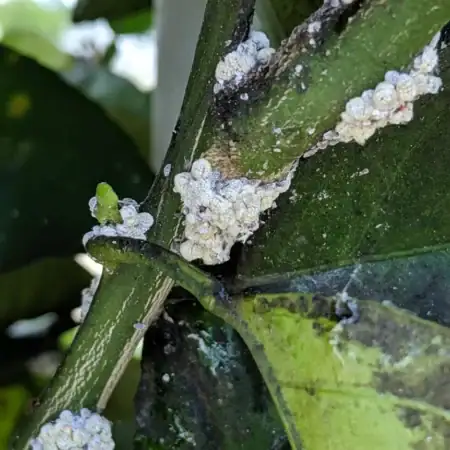 Mealybugs: The Sticky Sap-Sucking Pests