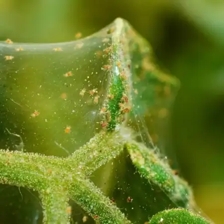 Spider Mites: Unseen but Deadly to Plants