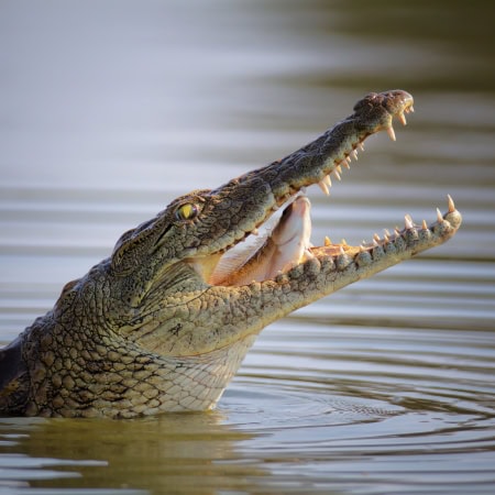 Visit the Nile Crocodile of Rwanda