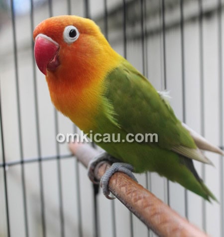 Lovebird Ford