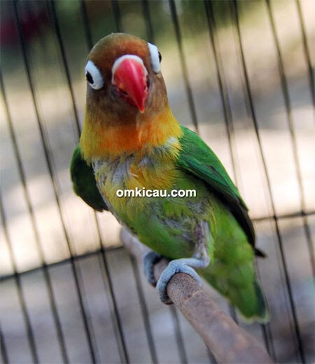 Lovebird Bayi Ajaib