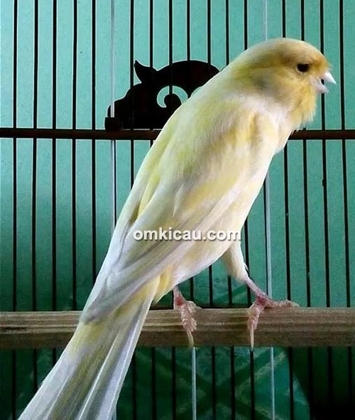 Kenari Ramayana milik Om Sugiarto (Delta Canary)