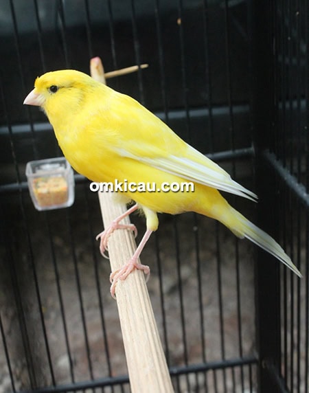 Kenari Yellow Monkey