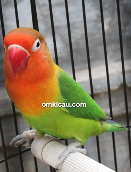 Lovebird Oleng