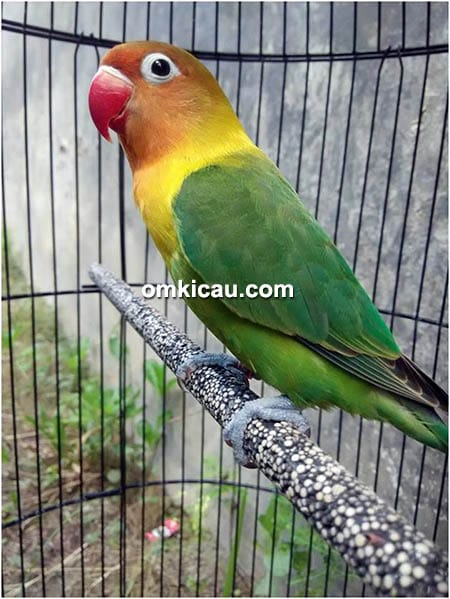 Lovebird Tiwy