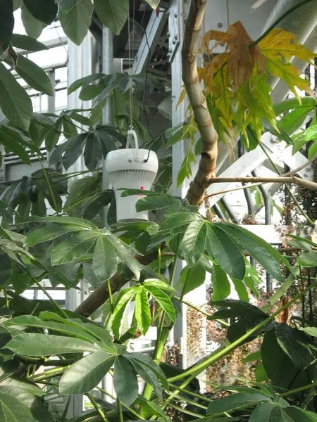 Air Pear by Airius installed in greenhouse