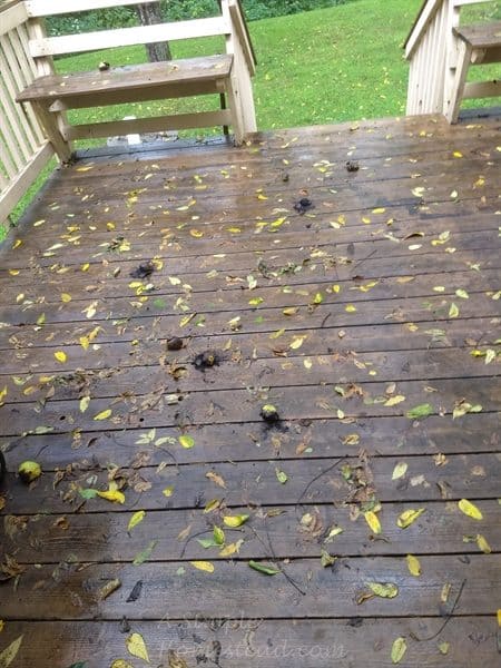 windstorm aftermath