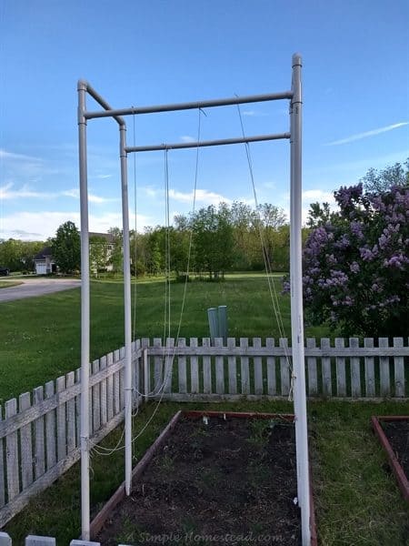 pvc supports for the tomatoes