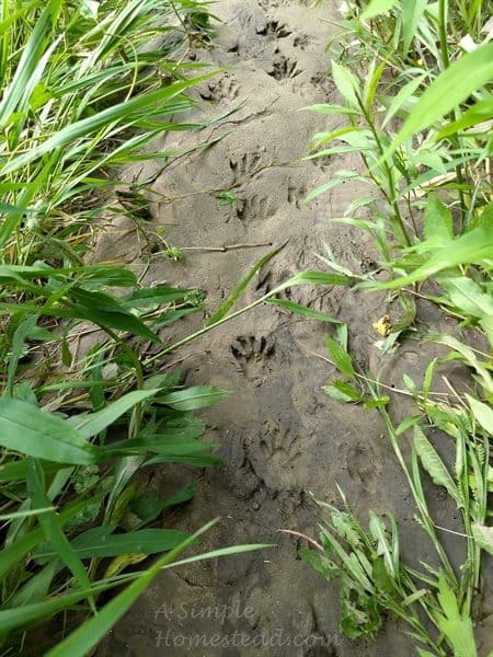 raccoon tracks near the Root River