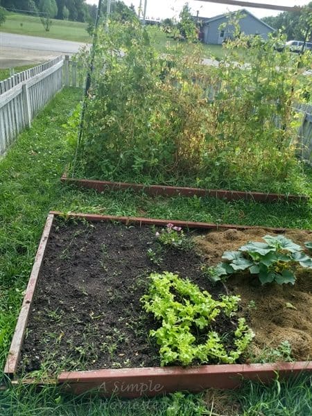 July garden - peas, lettuce, spinach and cucumber